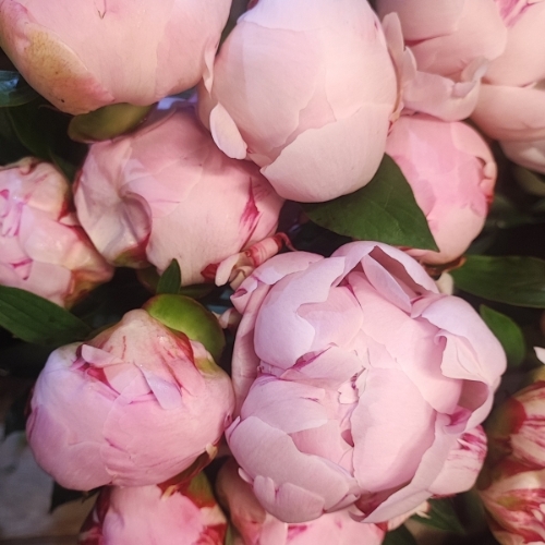 Florist's Choice Peonie Bouquet