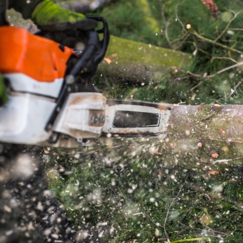 Christmas Tree Recycling Service