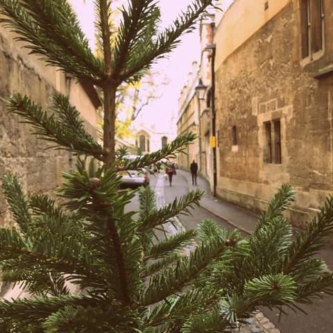 Christmas Tree Recycling Service