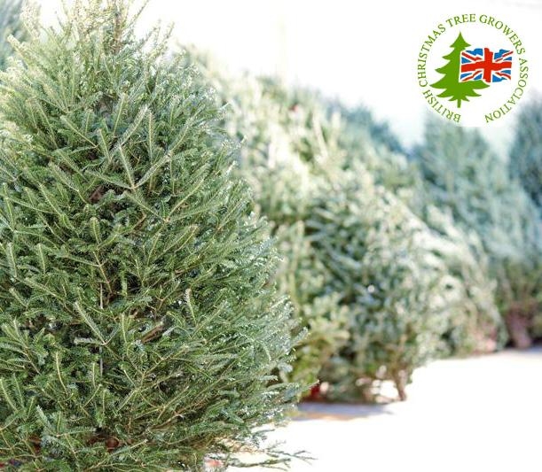 8ft Premium Norway Spruce Tree