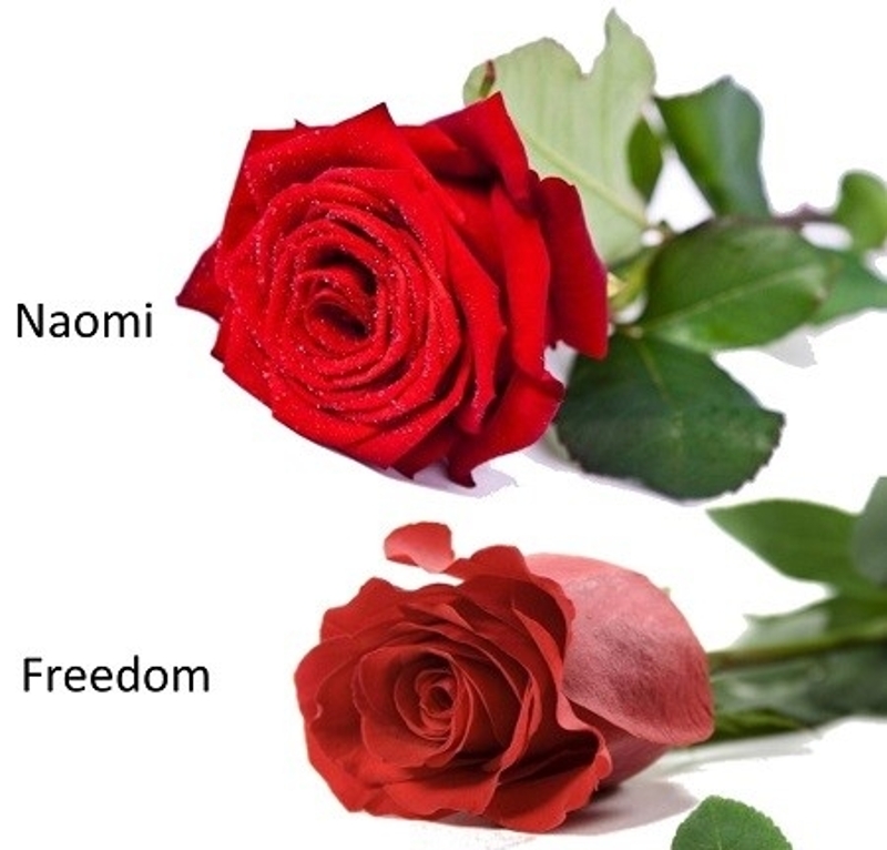 12 Freedom Rose Bouquet