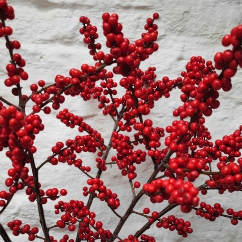 Berry Red available from 24th November