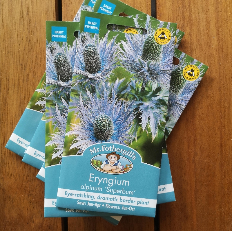 Eryngium  alpinum 'Superbum'