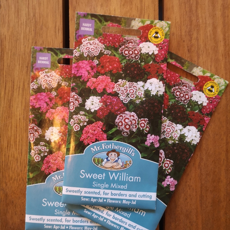 Sweet William Single Mixed