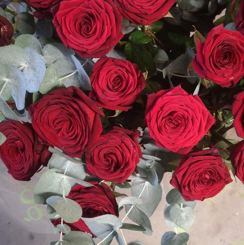 Red Naomi Roses and Foliage