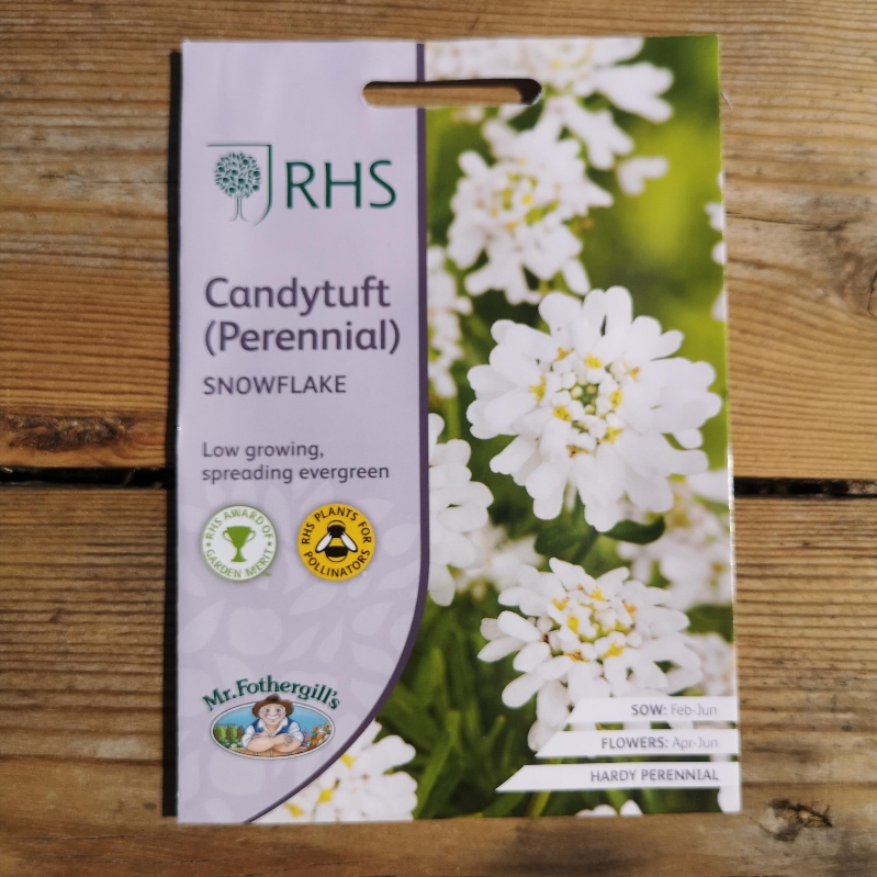 RHS candytuft  (Perennial) Snowflake
