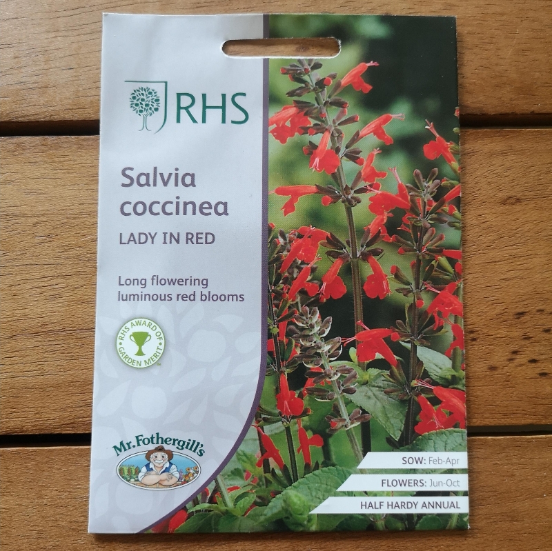 RHS Salvia Coccinea Lady in Red