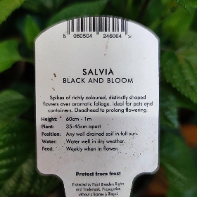 Salvia Black and Bloom