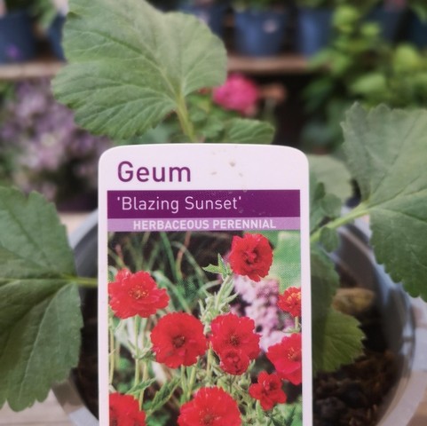 Geum.    Sunset Red