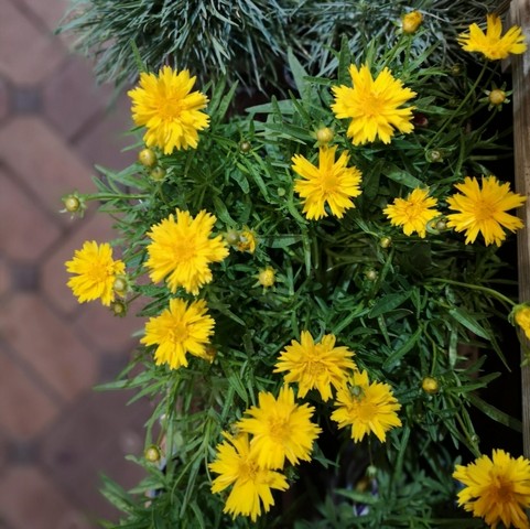 Coreopsis.     grandiflora Early Sunrise