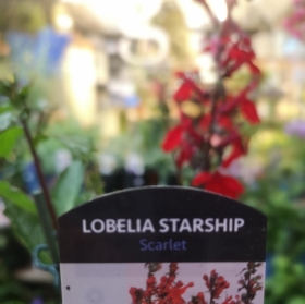 Lobelia    Starship