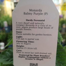 Monarda.      Balmy Purple