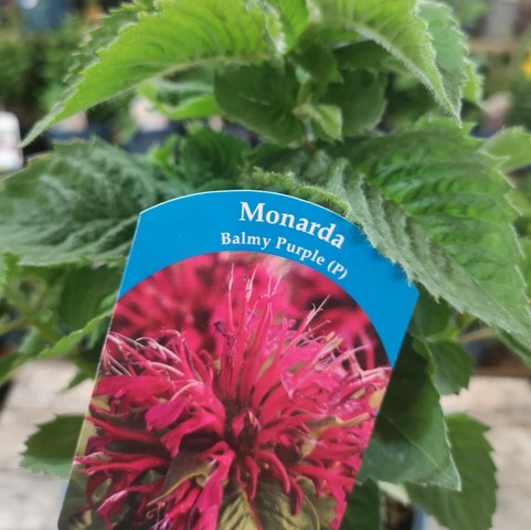 Monarda.      Balmy Purple