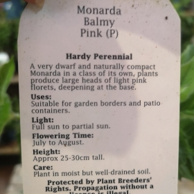 Monarda.      Balmy Pink