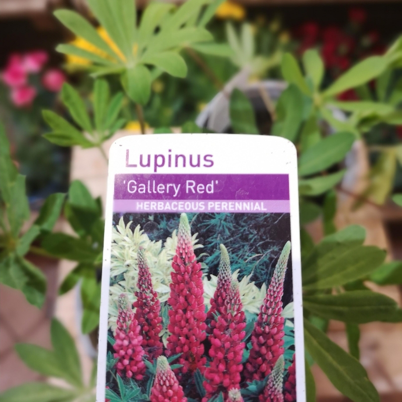 Lupin.        Gallery Red