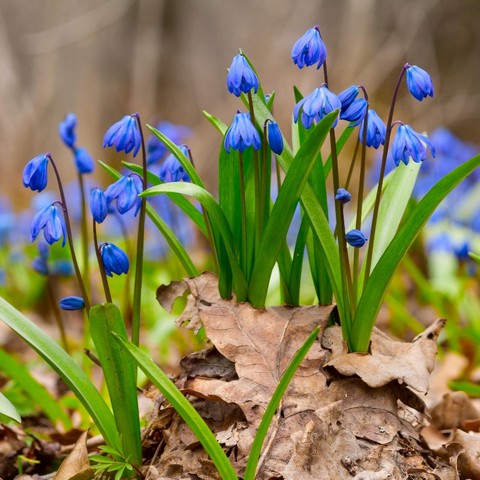 Scilla siberica