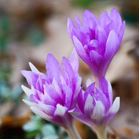 Colchicum Waterlily