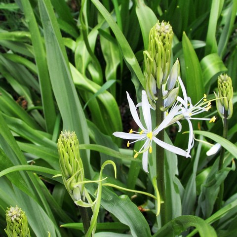 Camassia Alba