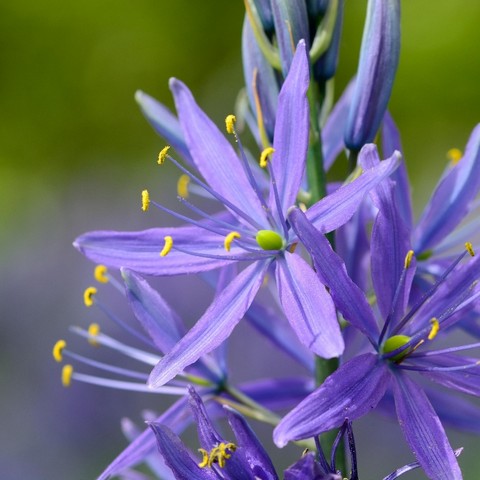 Camassia Cusickii