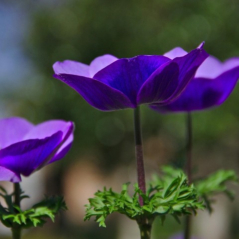 Anemone Mr Fokker