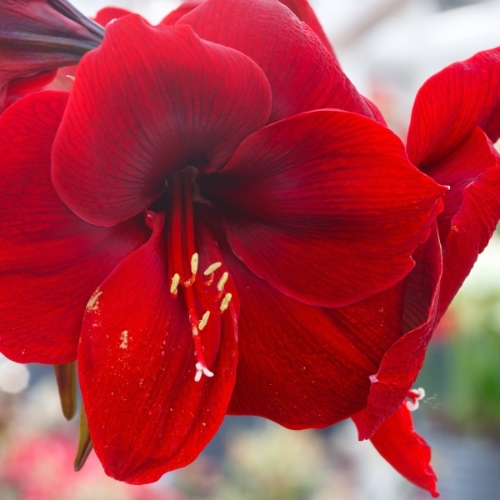 Extra Large Red Lion Amaryllis Bulb