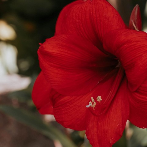 Extra Large Red Lion Amaryllis Bulb