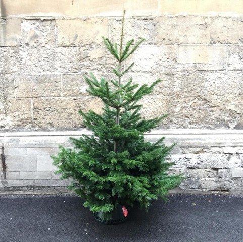 6ft Nordmann Tree Slim (Seconds)