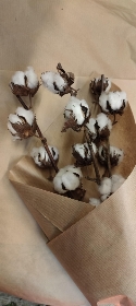Dried Cotton Bundle