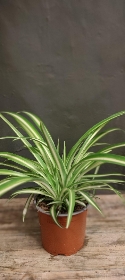 Chlorophytum Plant