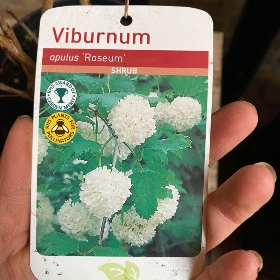 Viburnum Opulus