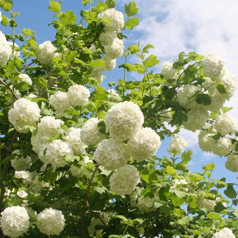 Viburnum Opulus