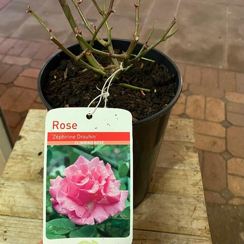 Climbing Rose 'Zephirine Drouhin' buy online or call 01865 240709