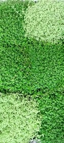 Soleirolia