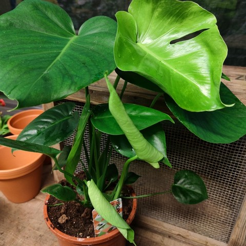 Monstera