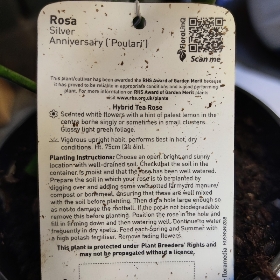 Rosa Silver Anniversary (Poulari)