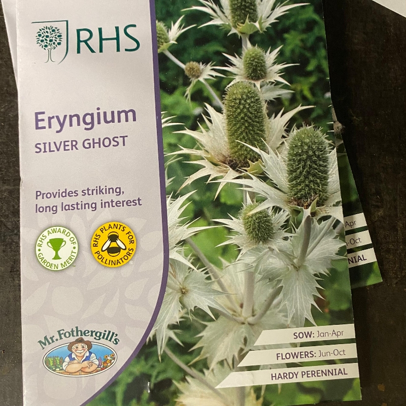 RHS Eryngium Silver Ghost