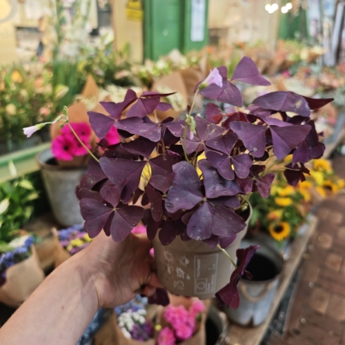 Oxalis Triangularis