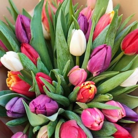 Mixed Dutch Tulip Bouquet