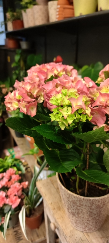 Mother's Day Hydrangea Pink