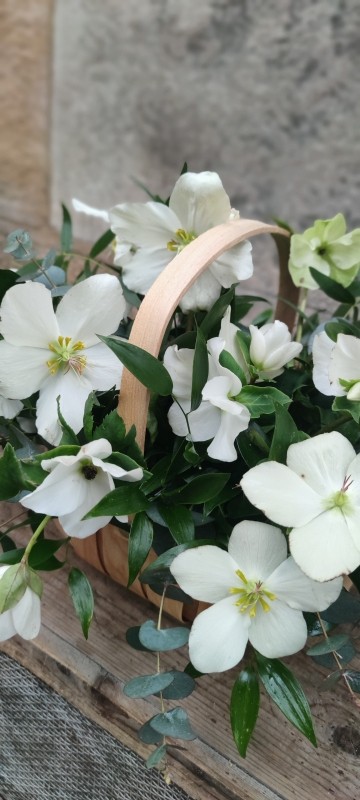 Winter Hellebore Trug