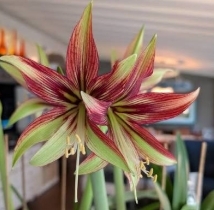 Extra Large Mystica Amaryllis Bulb