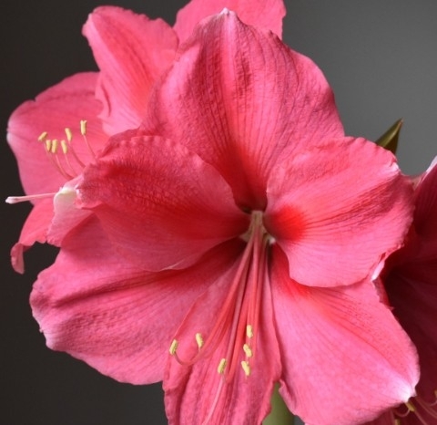 Extra Extra Large Pink Surprise Amaryllis Bulb