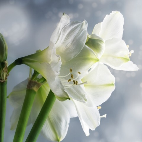 Extra Large Mont Blanc Amaryllis Bulb