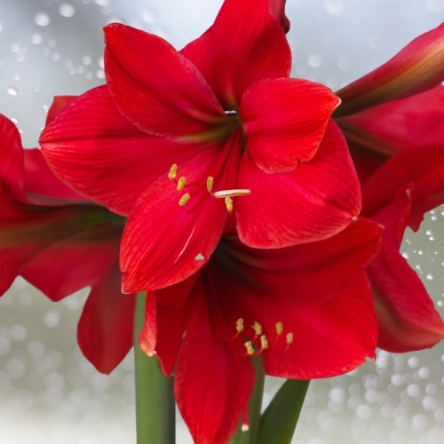 Extra Extra Large Ferrari Amaryllis Bulb