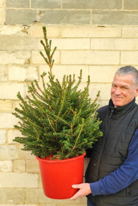 Pot Grown Norway Spruce Tree