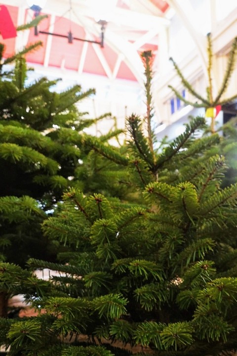 Special Offer 5ft Nordmann Tree