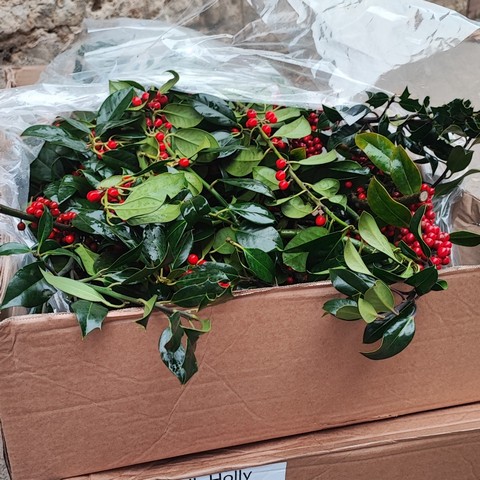 4KG Box of Norfolk Holly   Green