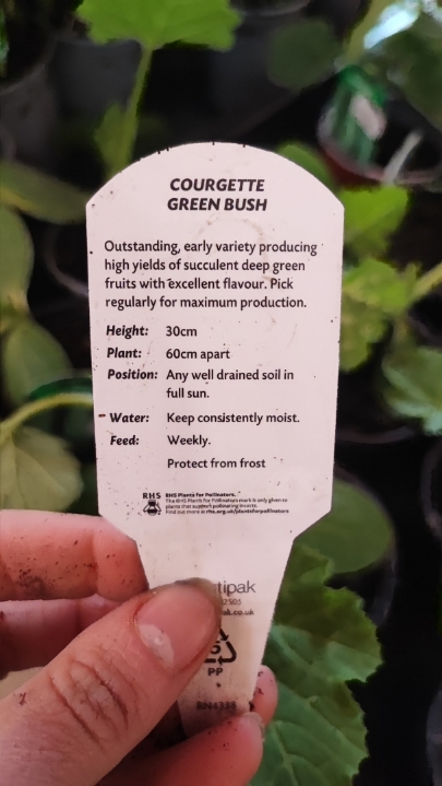 Courgette Plant All Green Bush