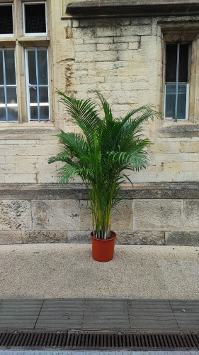 SALE Areca Palm