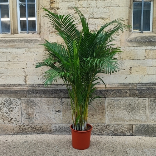 SALE Areca Palm